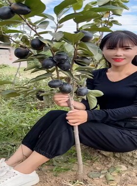 黑柿子苗树嫁接果南北方种植