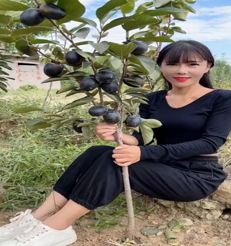 黑柿子苗树嫁接果南北方种植