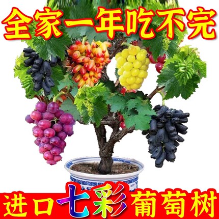 萄葡树苗矮化葡萄苗果树不爬藤南北方四季种植客厅盆栽大苗当年结