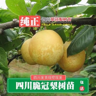 正宗四川雪梨树果苗翠冠子黄