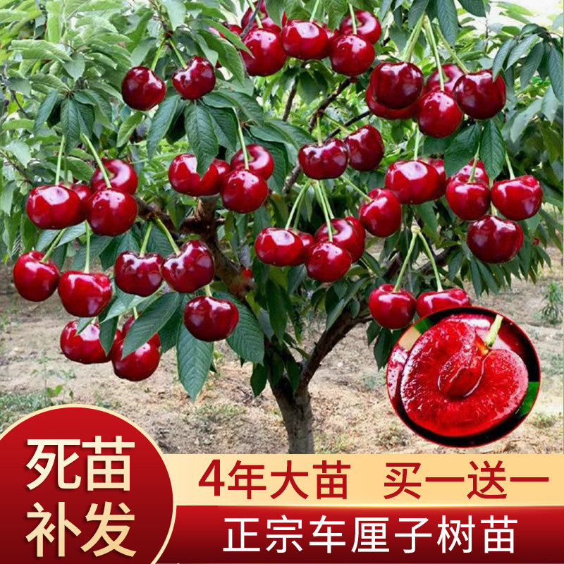 樱桃树苗果苗嫁接车厘子耐寒大樱桃苗盆栽地栽南北方种植樱桃树苗