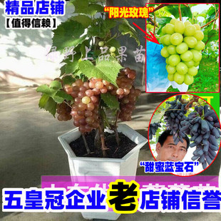 葡萄树苖大甜蜜蓝宝石阳光玫瑰户太八号巨峰苗南方北方种植果树