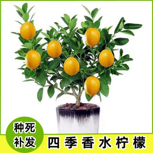 四季香水柠檬树苗食用水果苗盆栽室内阳台庭院植物当年结果带土