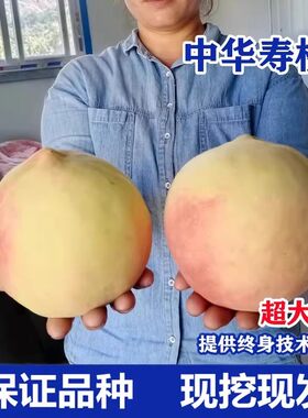 嫁接中华寿桃树苗晚熟特大脆