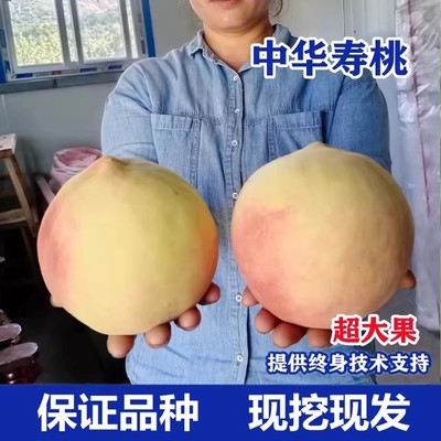 嫁接中华寿桃树苗晚熟特大脆