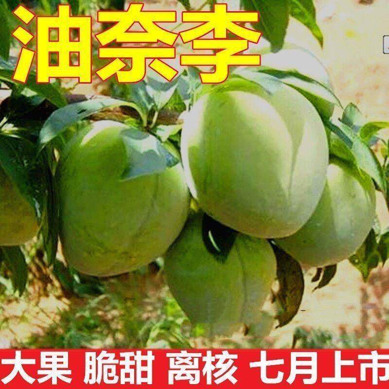 嫁接李子苗 黄金奈李苗 青奈李 油奈李子树苗 南方种植当年结果