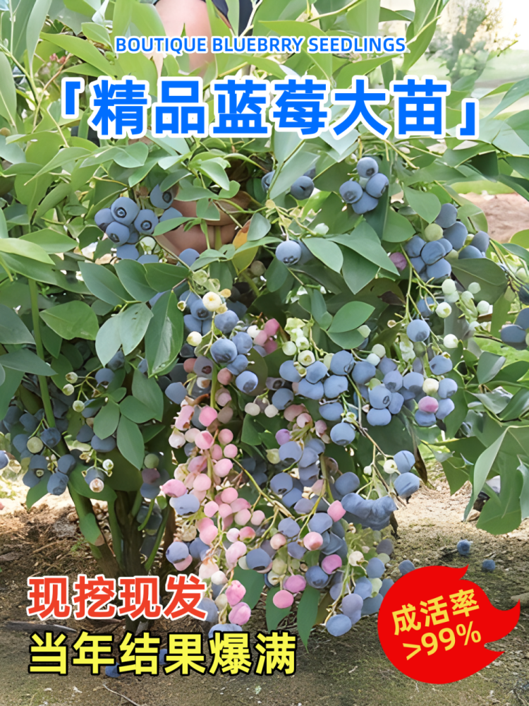 蓝莓苗树果北方南种植四季薄