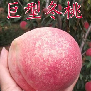晚熟桃树苗 巨型冬桃 雪桃冬桃苗中华桃王云南冬桃树苗南北方种植