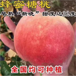 早熟桃树苗新晓 蜂蜜糖桃树苗甜桃大桃果苗水蜜桃苗结果树苗