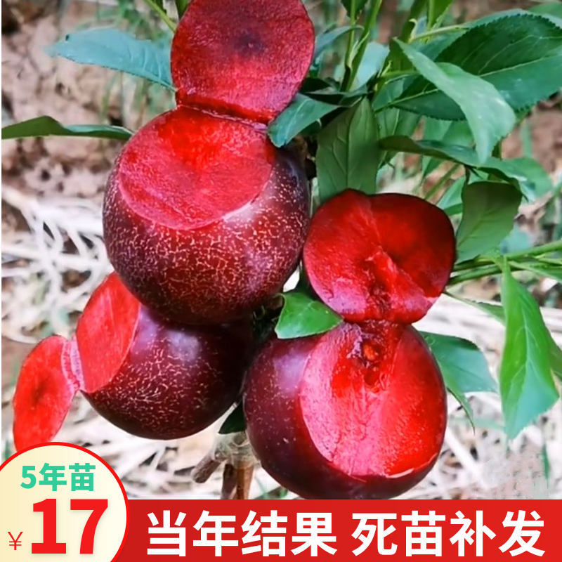 李子树苗蜂糖南方北种植三华