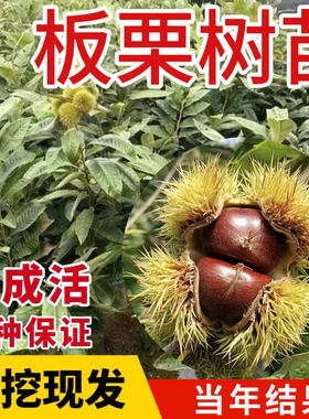 板栗苗树果嫁接南方种植盆栽