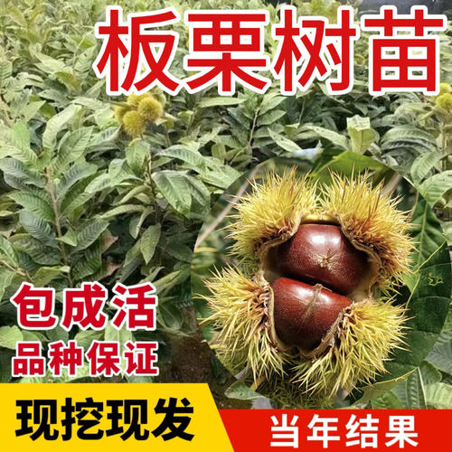 板栗苗树果嫁接南方种植盆栽
