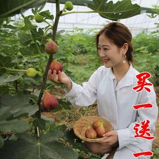 格莱斯无花果树果苗盆栽当年结果特大果树苗北方地栽庭院无花果苗