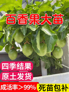 百香果树果苗盆栽树苗南方北方庭院黄金水果树种植苗四季 结果好养