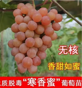 无核寒香蜜葡萄树苗嫁接香密葡萄树果苗庭院盆地栽晚熟爬藤葡萄苗