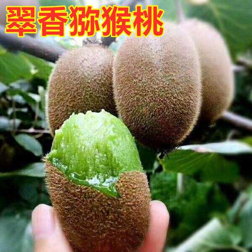 翠香猕猴桃苗绿心奇异果