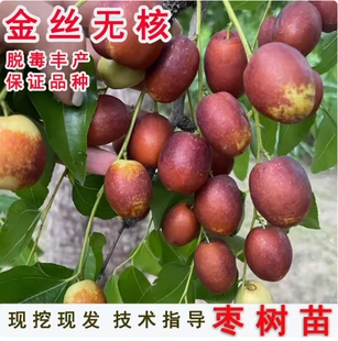 嫁接枣树苗特大无核金丝盆栽地栽南北方四季庭院种植活苗当年结果