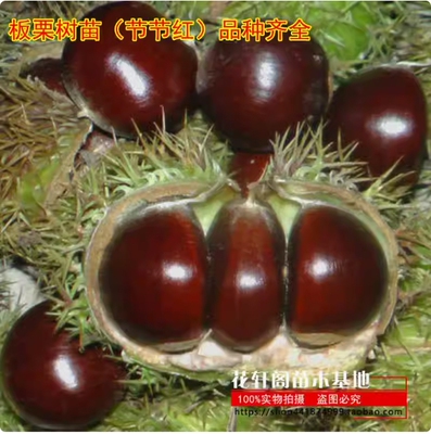 节红板栗树苗嫁接南方北种植