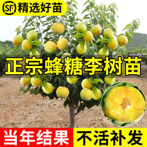 蜂糖李子树苗嫁接特大晚熟脱