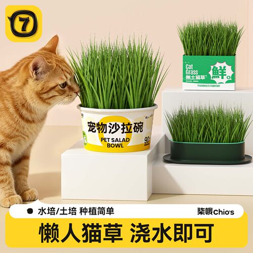 懒人猫草盆栽【三日发芽】