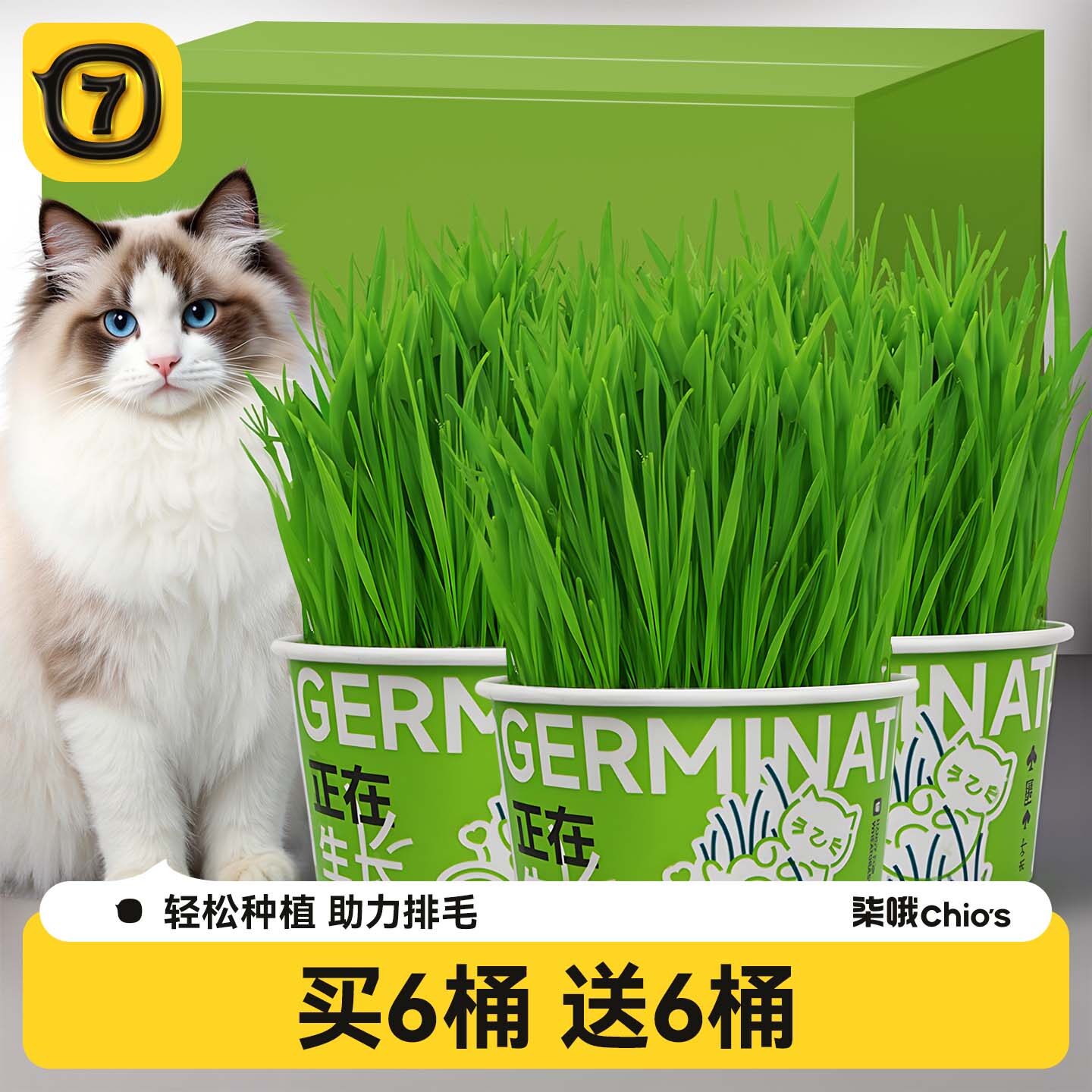 泡面猫草盆栽无土猫草天然种植猫咪零食毛球克星狗草懒人水培猫草