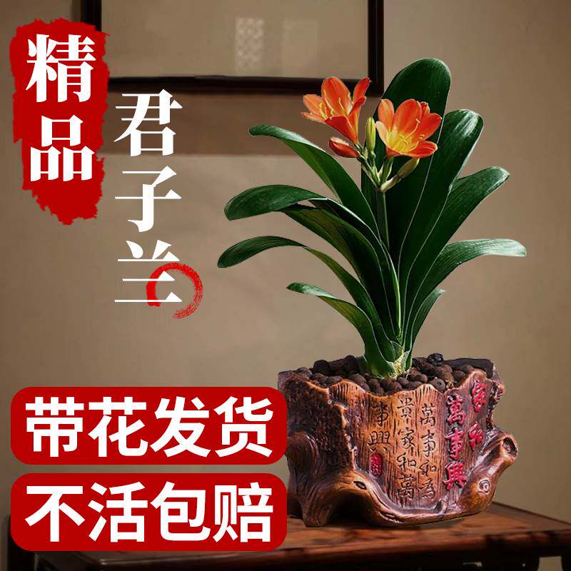 君子兰盆栽花卉绿植物室内客厅带花苞大苗国宝级四季水培好养多肉