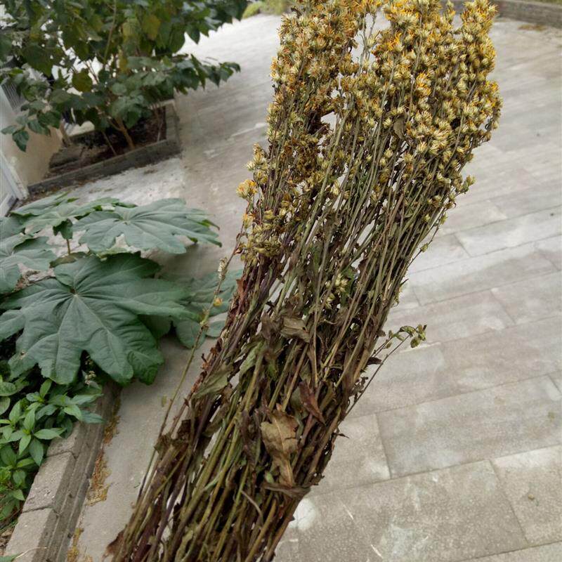 中药材新货浙江一枝黄花金锁钥老虎尿一支黄花全草带根500克