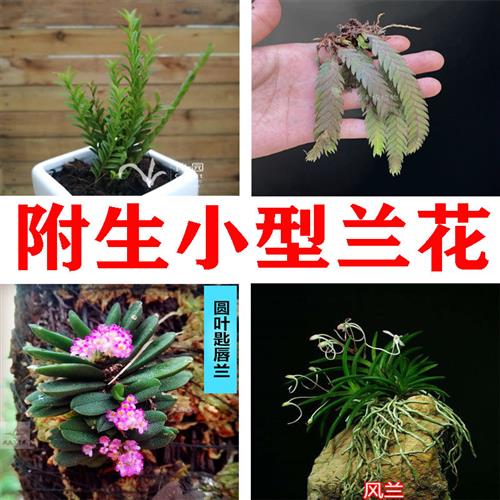 雨林缸生态缸 迷你小型兰花 附生植物垂吊附生兰  盆栽热带植物