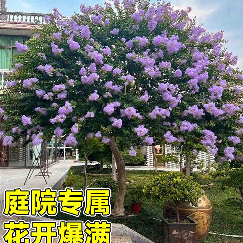 紫薇花树苗盆栽百日红花卉庭院老桩别墅室外绿化植物庭院四季大苗