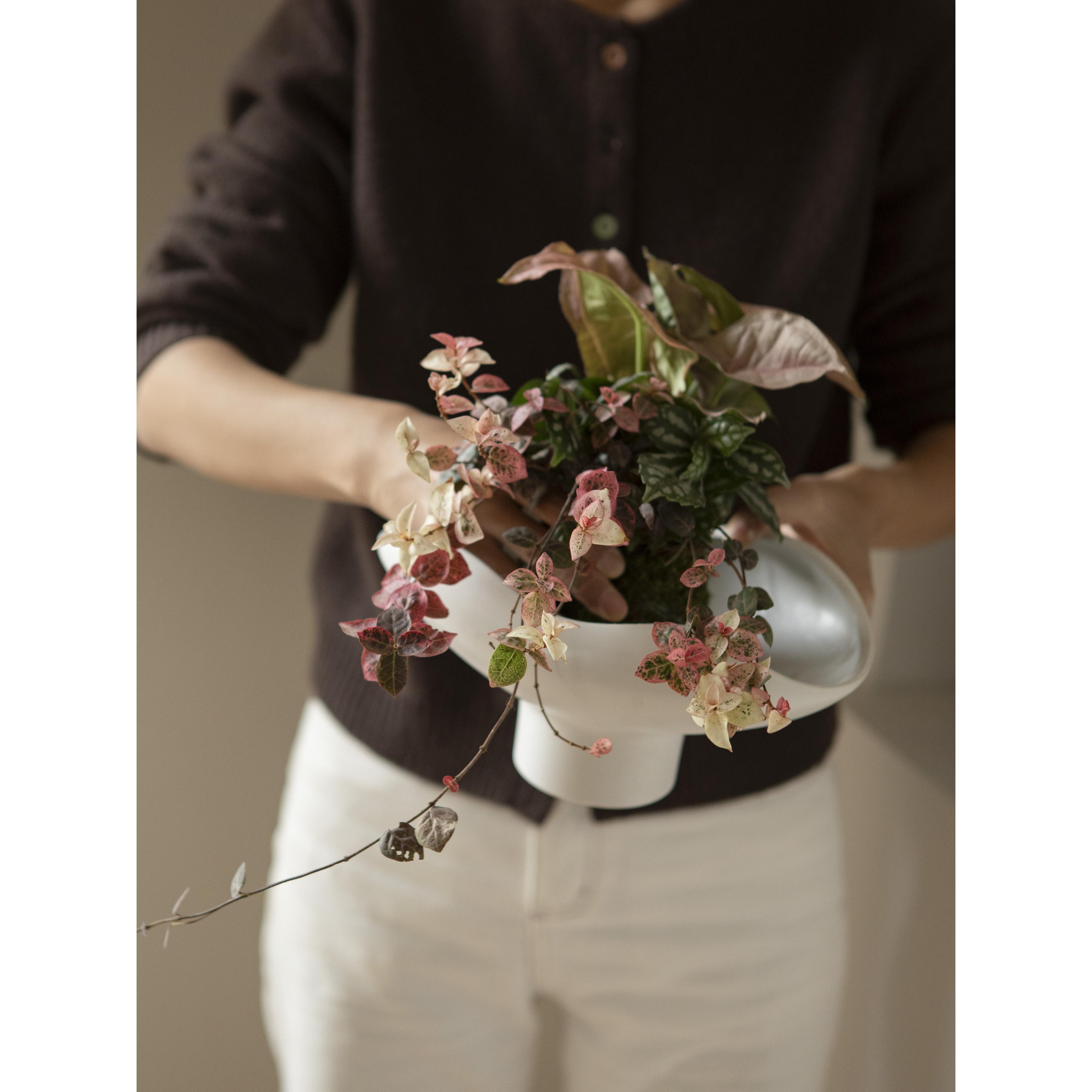 Earth Plant 苔玉球苔藓球水培绿植盆景小众办公桌面组合植物盆栽