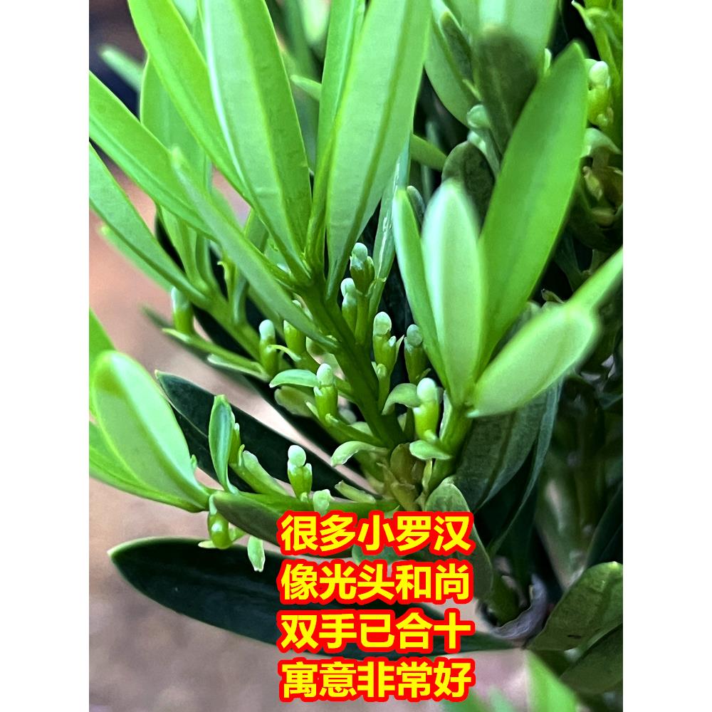 小绿植菊花心室外盆景四季好养迷你桌面植物盆栽小叶老桩办公室