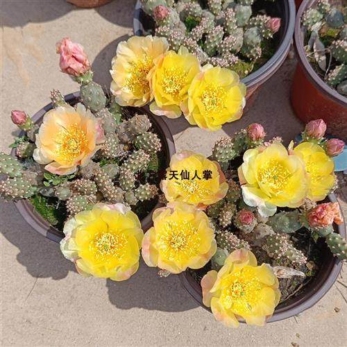 迷你朝日团扇 小群生黄花仙人掌耐寒抗冻 北方露天越冬 opuntia