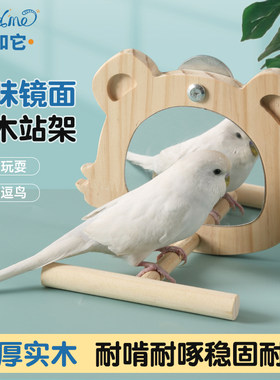鹦鹉镜面站架牡丹玄凤趣味互动