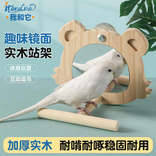 鹦鹉镜面站架牡丹玄凤趣味互动