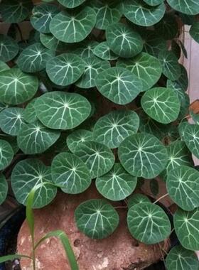 山乌龟阳台植物好养四季盆栽室内易成活净化空气爬藤墙吸甲醛懒人