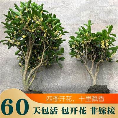 四季桂花盆栽浓香型金桂丹桂开花不断室外阳台露台庭院耐寒树桩苗