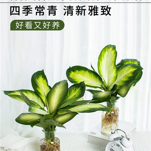 玛丽安水培植物室内好养盆栽万年青银皇后办公室桌面四季常青绿植