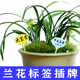 园艺标签牌防水防晒可擦写兰花盆栽多肉花卉植物名字牌标记牌插牌