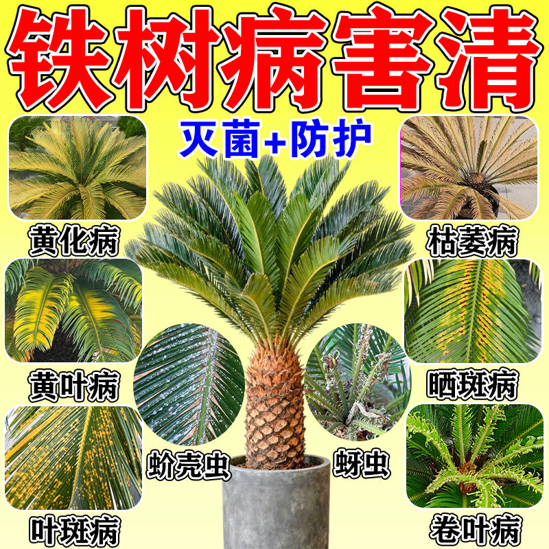 铁树专用肥料叶子发黄怎么办营养液硫酸亚铁枯叶掉叶苏铁催芽复活