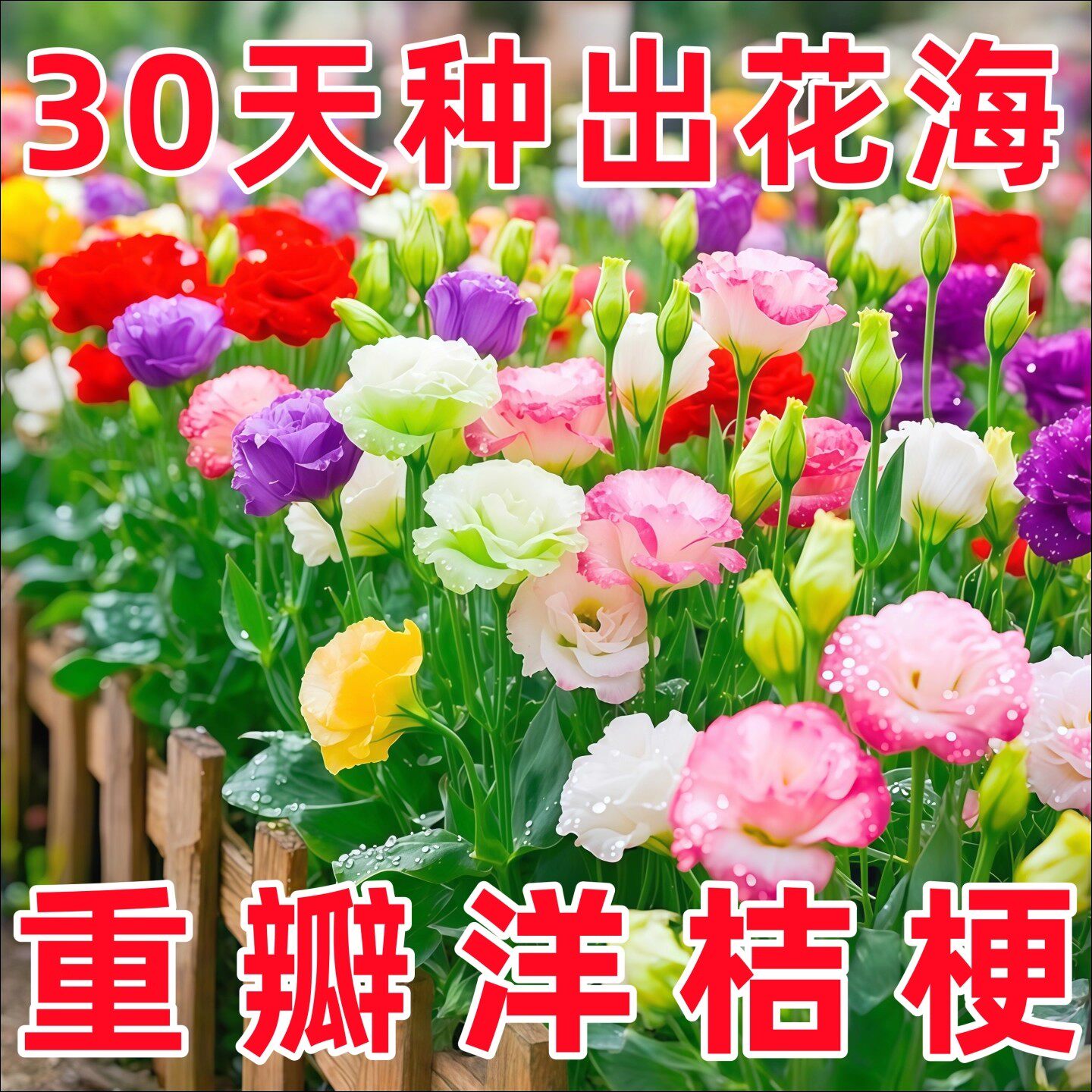 洋桔梗花种子花苗四季种易种图片