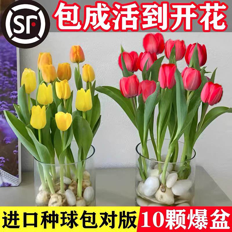 郁金香种球水培花卉植物土养室内花四季好养活盆栽荷兰鲜花种籽子