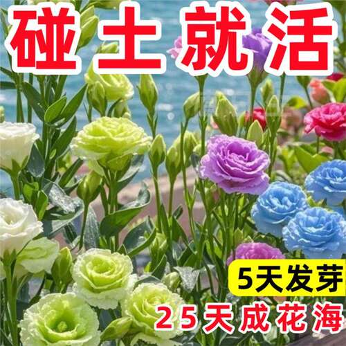 好养易活荷兰重瓣洋桔梗花种籽