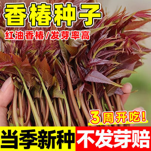 香椿种子速生红油香椿种子籽四季盆栽新鲜嫩芽蔬菜生菜种子孑大全