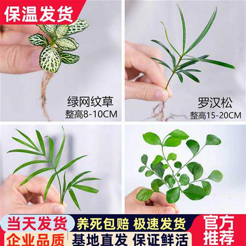 迷你小绿植罗汉松白掌红掌绿萝竹柏九里香网纹草盆栽水培植物小苗