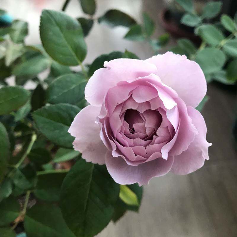 【稀有品种】空蒙月季蓝色紫色月季花带花苞四季开花