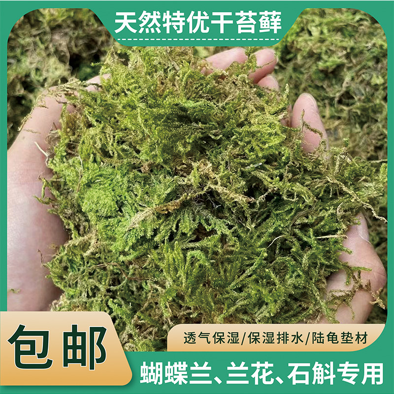 海苔藓天然特价干苔藓蝴蝶兰花石斛种植保湿专用土水苔育苗爬宠冬