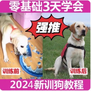 训狗教程视频2024泰迪金毛哈士奇马犬拉不拉多零基础训犬视频