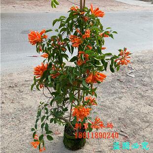 炮仗花苗 爬藤植物 四季常青 鞭炮花苗垂吊 攀援花卉庭院阳台围墙