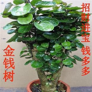 金钱兜圆叶福禄桐钱树盆栽室内客厅发财树老桩盆景摇钱树绿植花卉