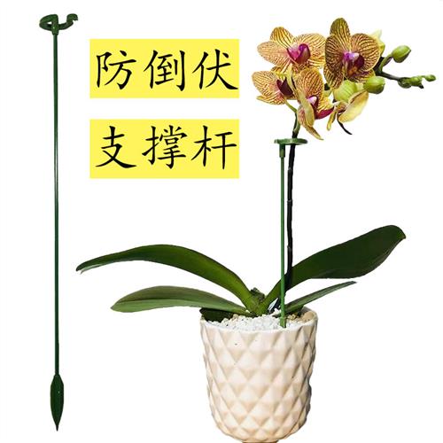 蝴蝶兰多肉花架子支架固定器植物定造型花卉盆栽支撑杆防倒伏塑料